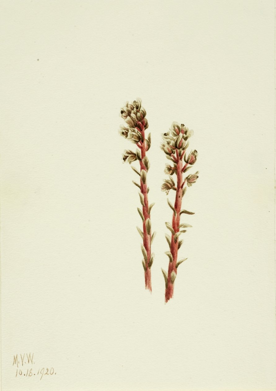 Red Pinesap Hypopitys lanuginosa, 1920. af Mary Vaux Walcott