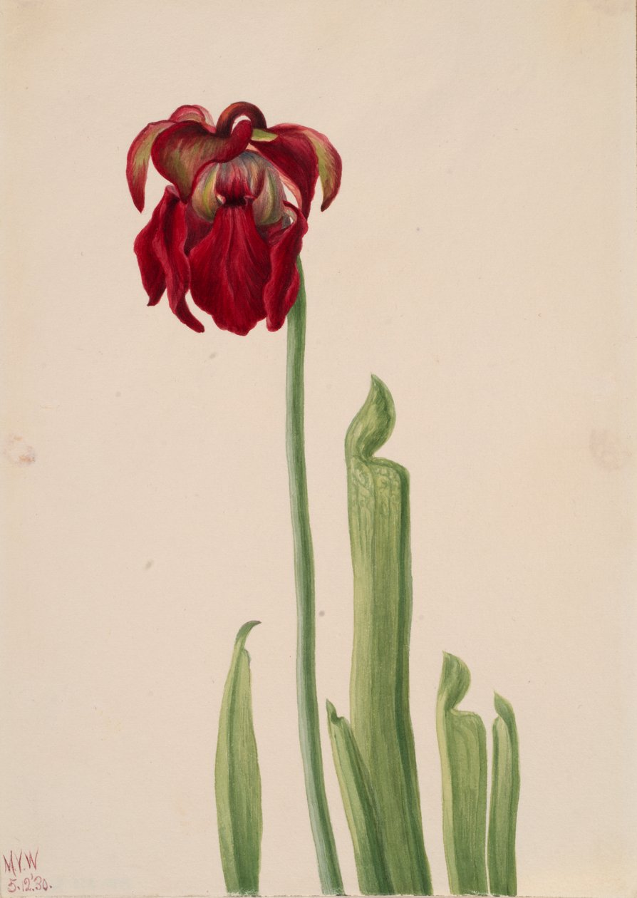 Rød kandeplante Sarracenia jonesii, 1930. af Mary Vaux Walcott