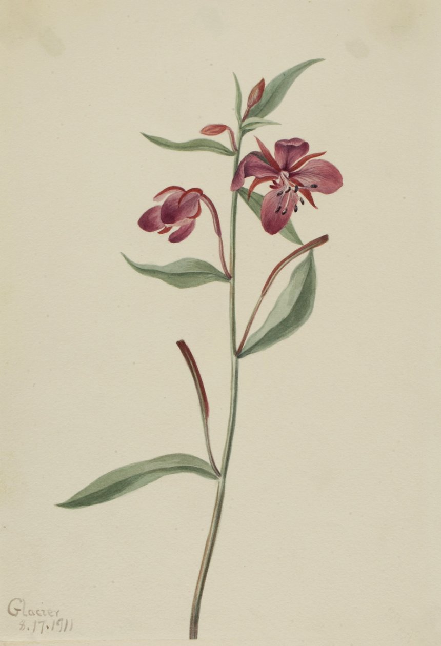 Rød pileurt (Epilobium latifolium) af Mary Vaux Walcott