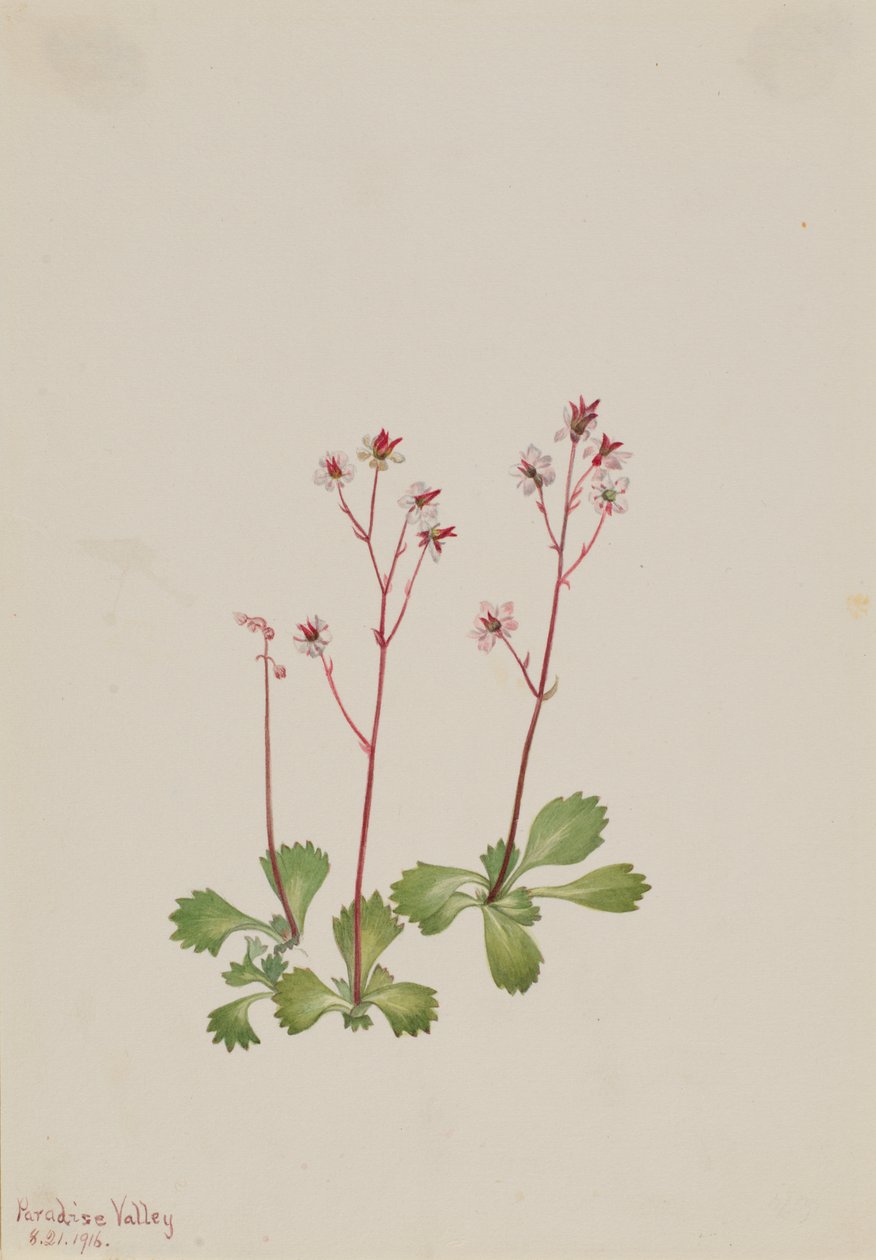 Redstem Saxifrage Saxifraga lyallii, 1916. af Mary Vaux Walcott