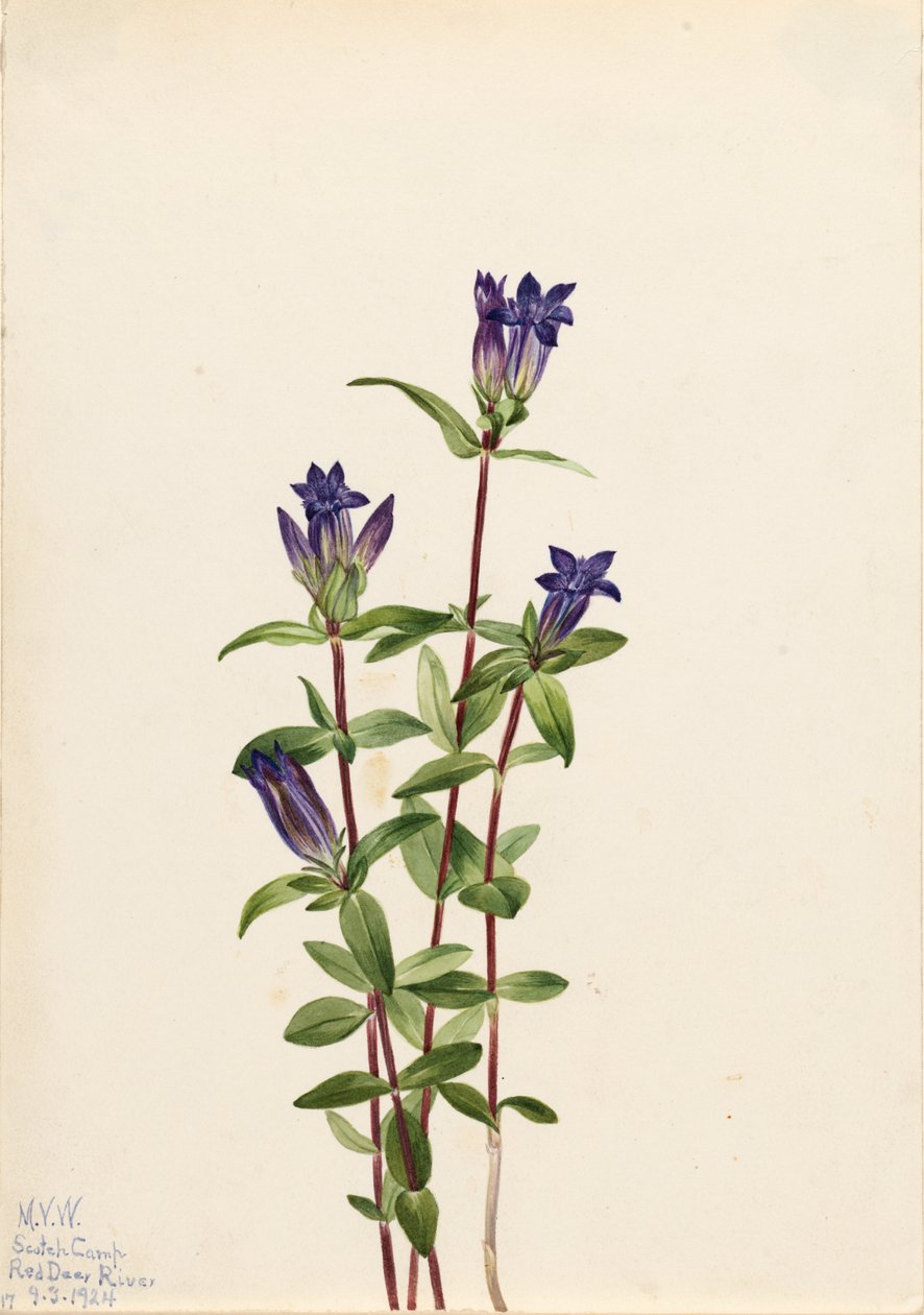 Ensian ved flodbredden (Gentiana affinis) af Mary Vaux Walcott