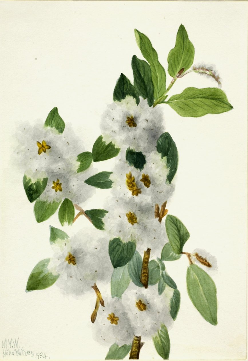 Klippepil (Salix vestita) af Mary Vaux Walcott