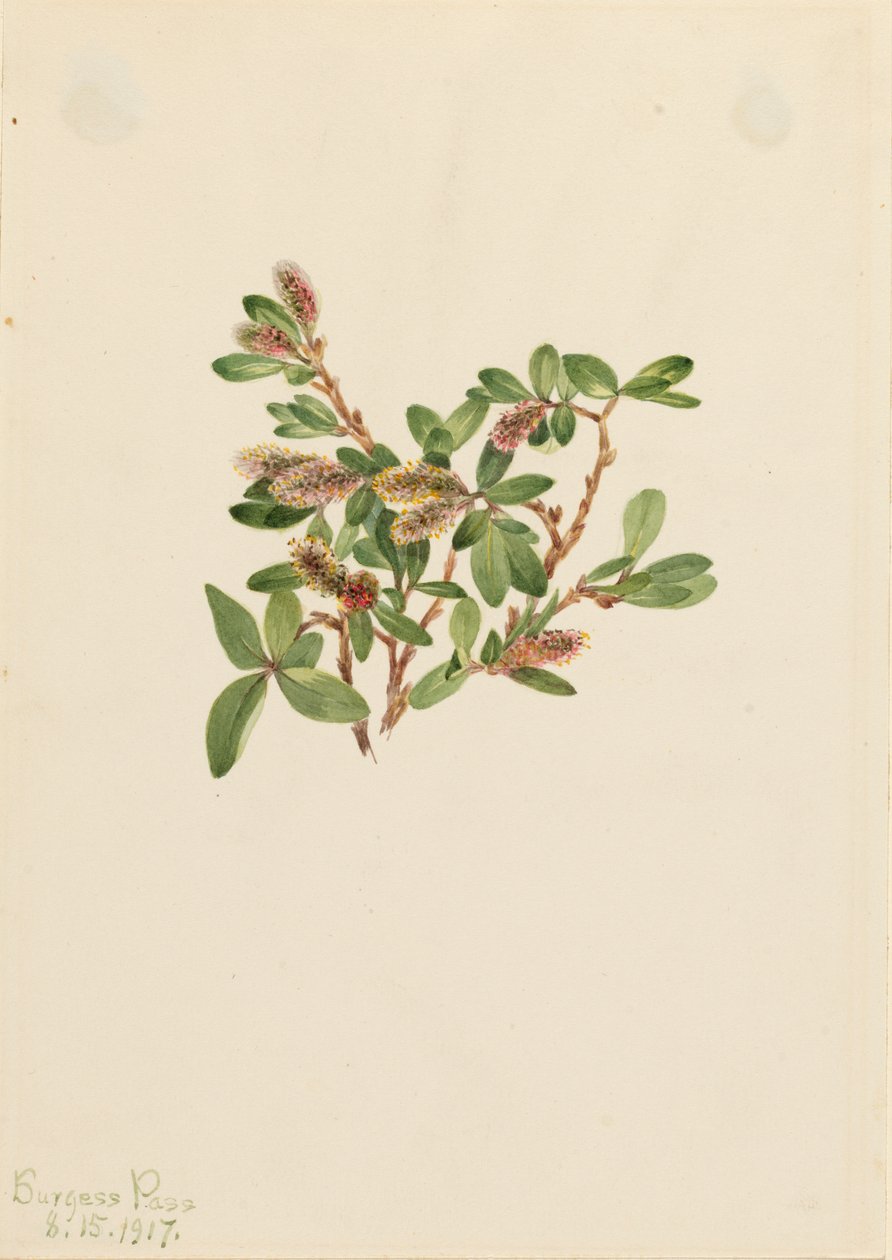Rock Willow Salix petrophila, 1917. af Mary Vaux Walcott