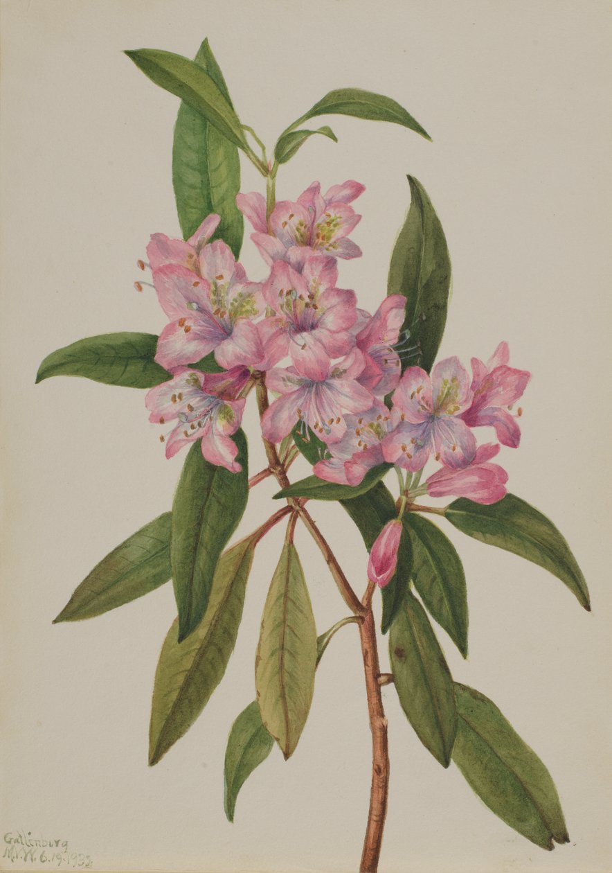 Rose-Bay Rhododendron Rhododendron carolinianum, 1932. af Mary Vaux Walcott