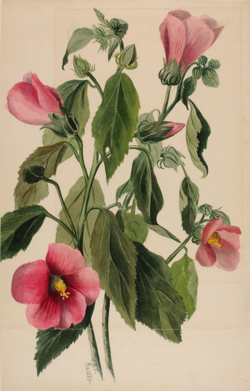 Rosen-ensian (Sabbatia angularis) af Mary Vaux Walcott