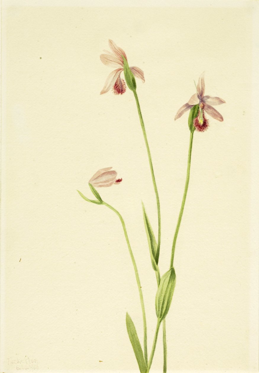 Rose Pogonia Pogonia ophioglossoides, 1906. af Mary Vaux Walcott