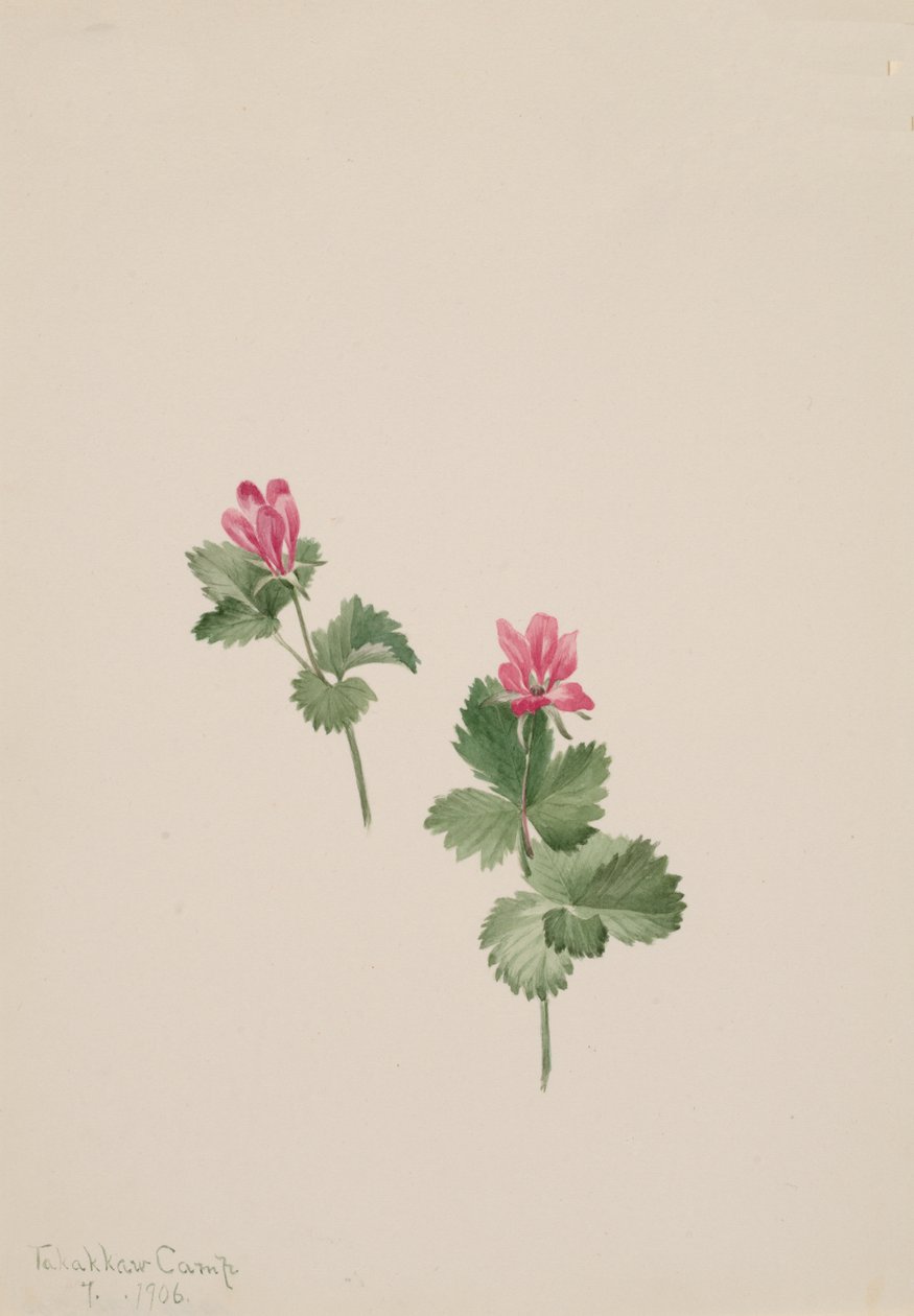 Arktisk bush, 1881. af Mary Vaux Walcott