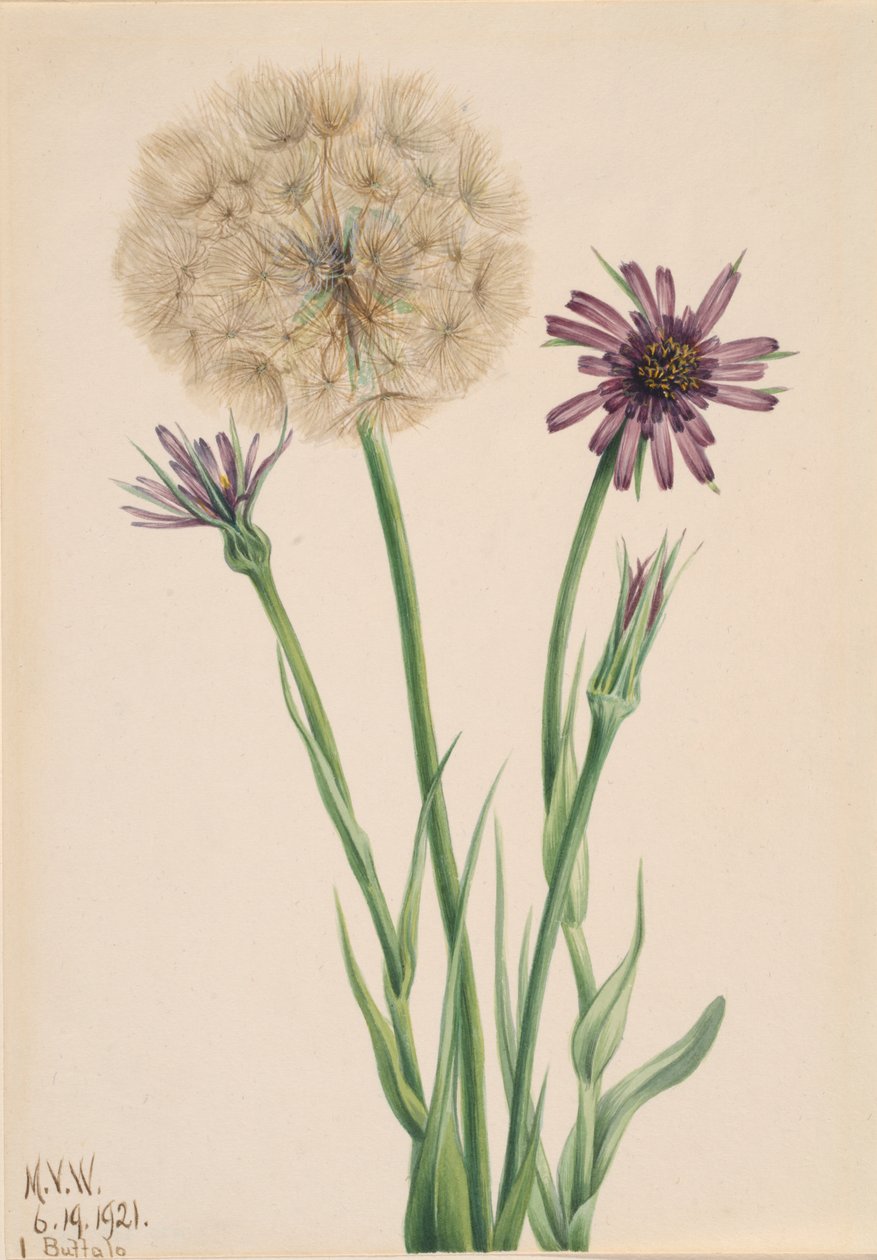 Salsify Tragopogon porrifolius, 1921. af Mary Vaux Walcott