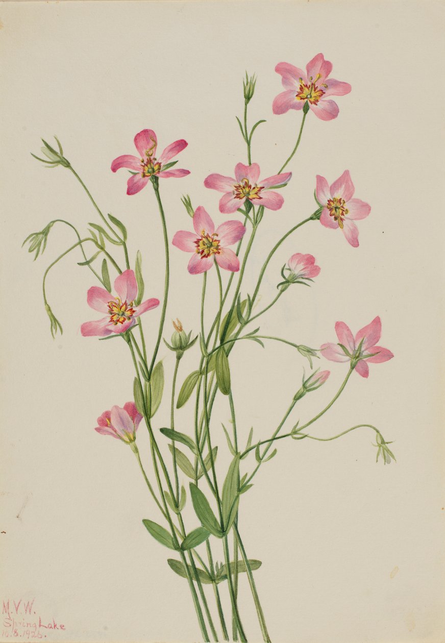 Saltmarsk-rosegentian (Sabbatia stellaris) af Mary Vaux Walcott
