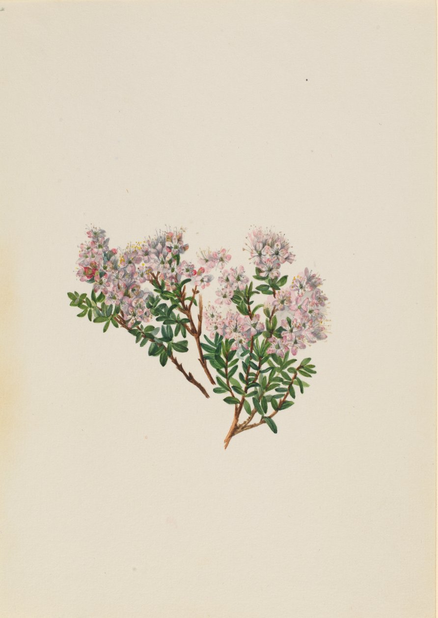 Sandmyrte Leiophyllum lyoni, ca. 1930