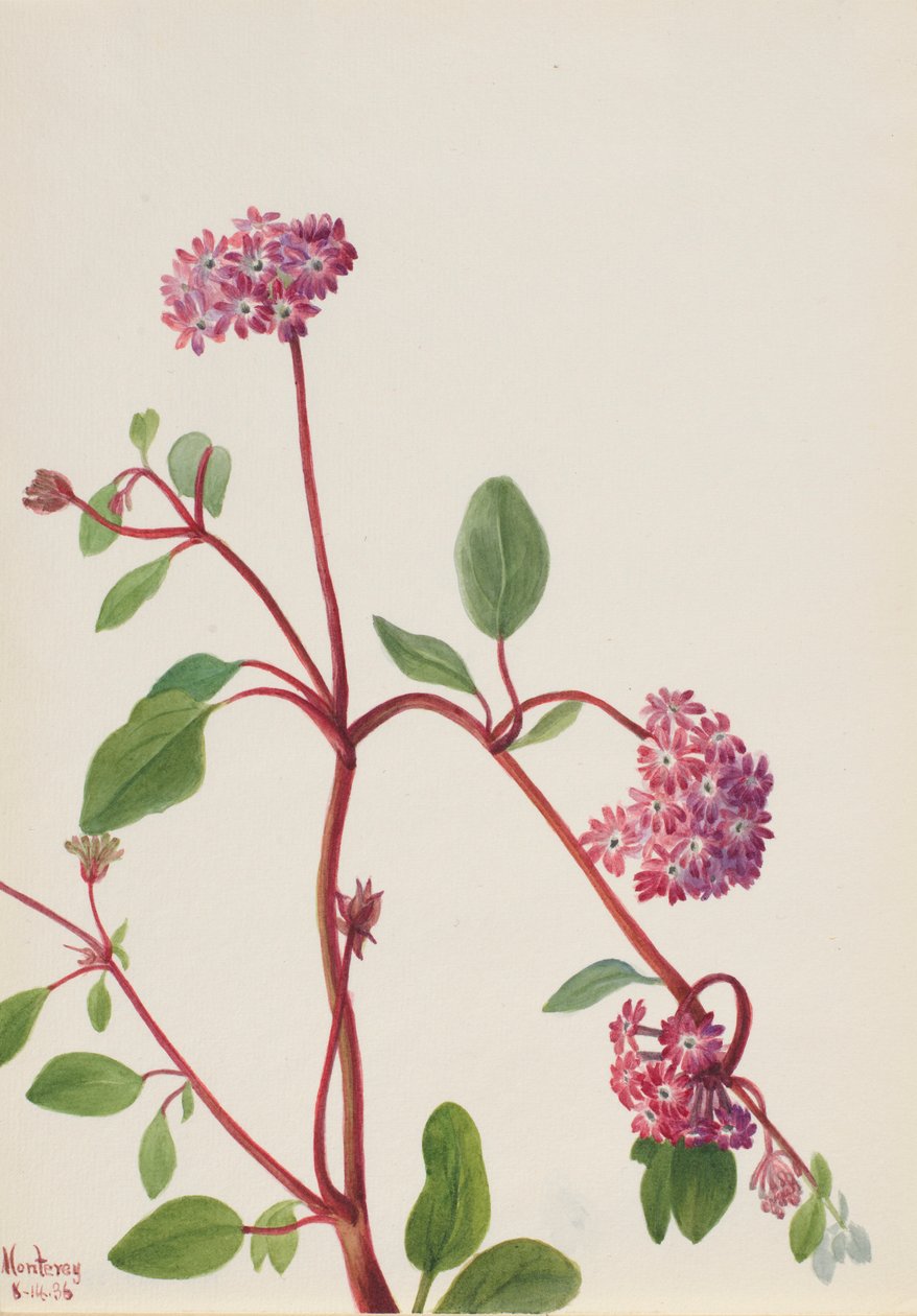 Sandverbena (Abronia umbellata) af Mary Vaux Walcott
