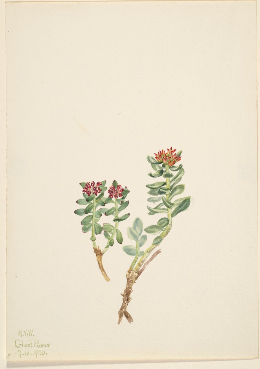 Sanifoiga adscendeus af Mary Vaux Walcott
