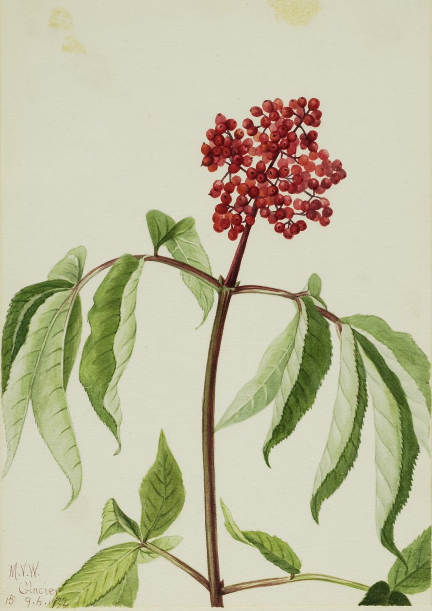 Scarlet Elder (Sambucus pubens) af Mary Vaux Walcott