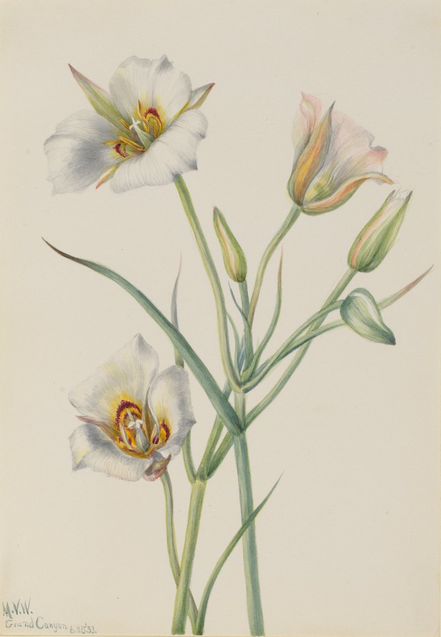Segolilje (Calochortus nuttallii) af Mary Vaux Walcott