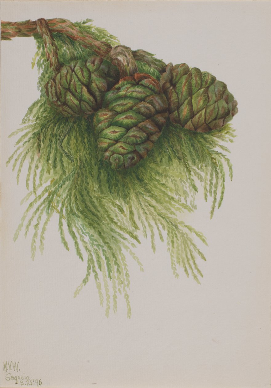 Sequoia Sequoia gigantea, 1896. af Mary Vaux Walcott