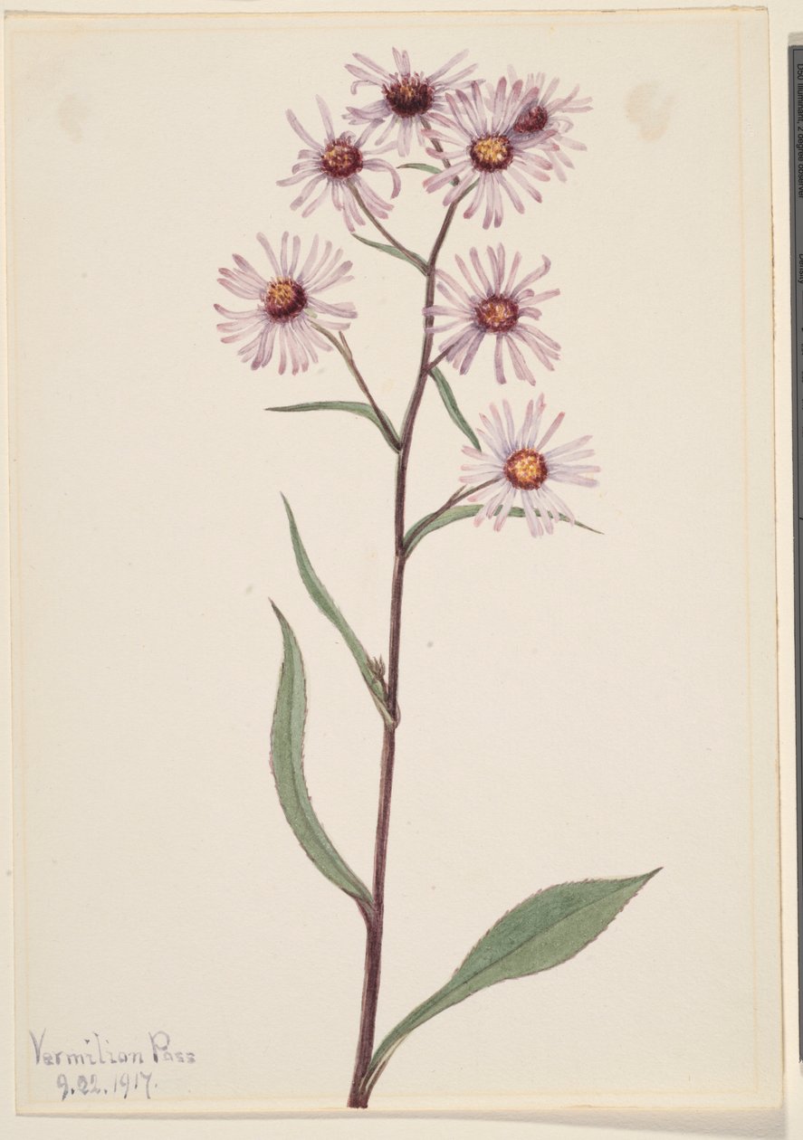 Prangende Aster (Aster conspicuus) af Mary Vaux Walcott