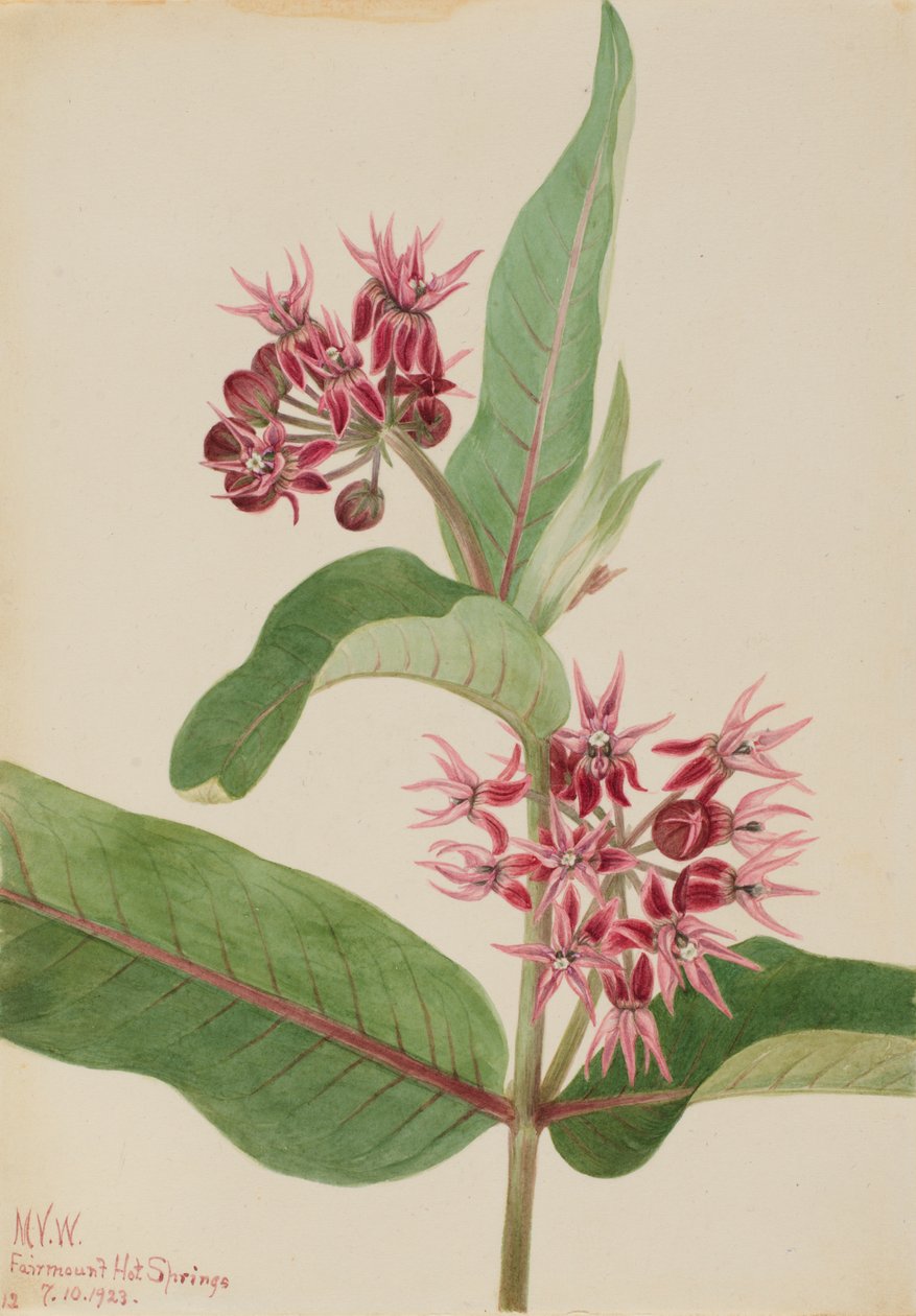 Prangende mælkemad Asclepias speciosa, 1923. af Mary Vaux Walcott