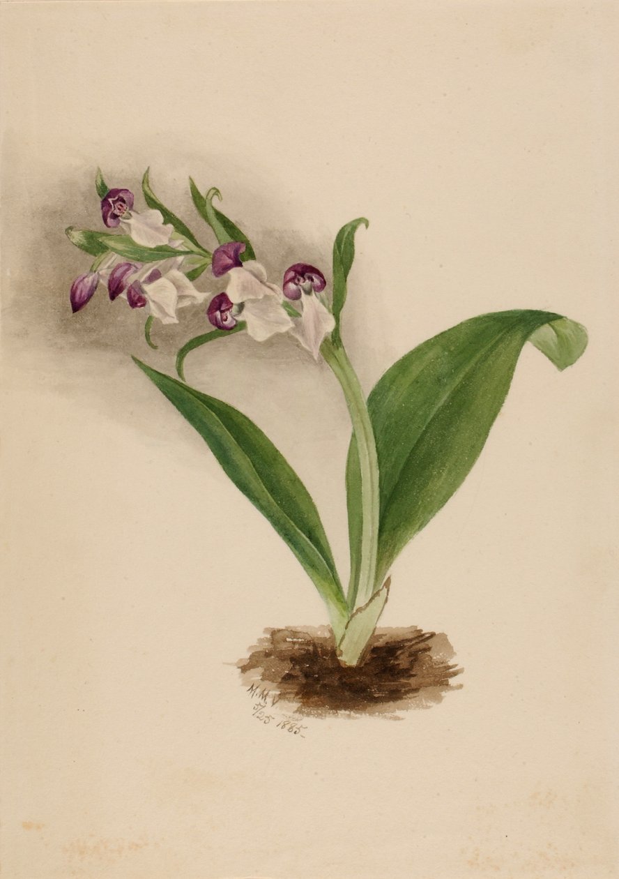 Prangende orkideer (Orchis spectabilis) af Mary Vaux Walcott