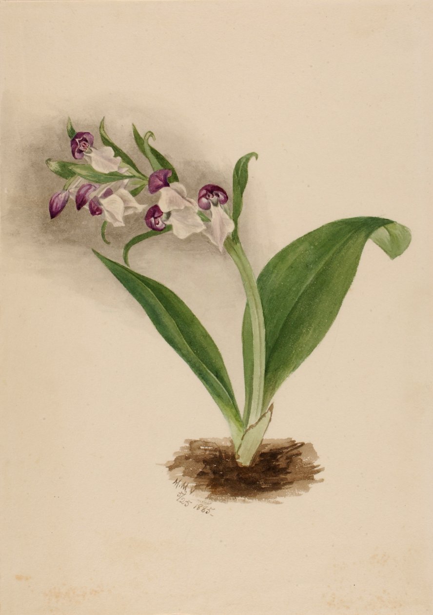 Prangende orkideer Orchis spectabilis, 1885. af Mary Vaux Walcott