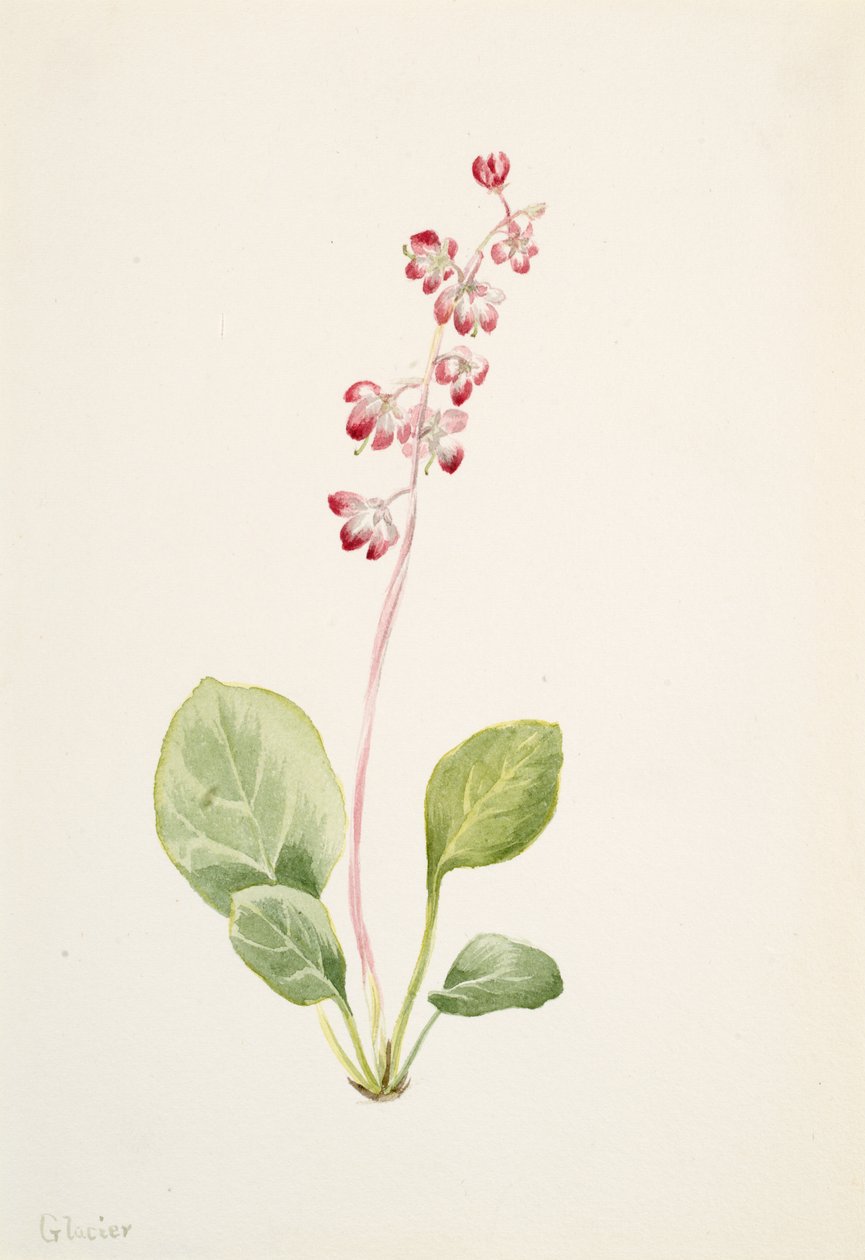 Prangende Pyrolla Pyrola asarifolia, ca. 1903. af Mary Vaux Walcott