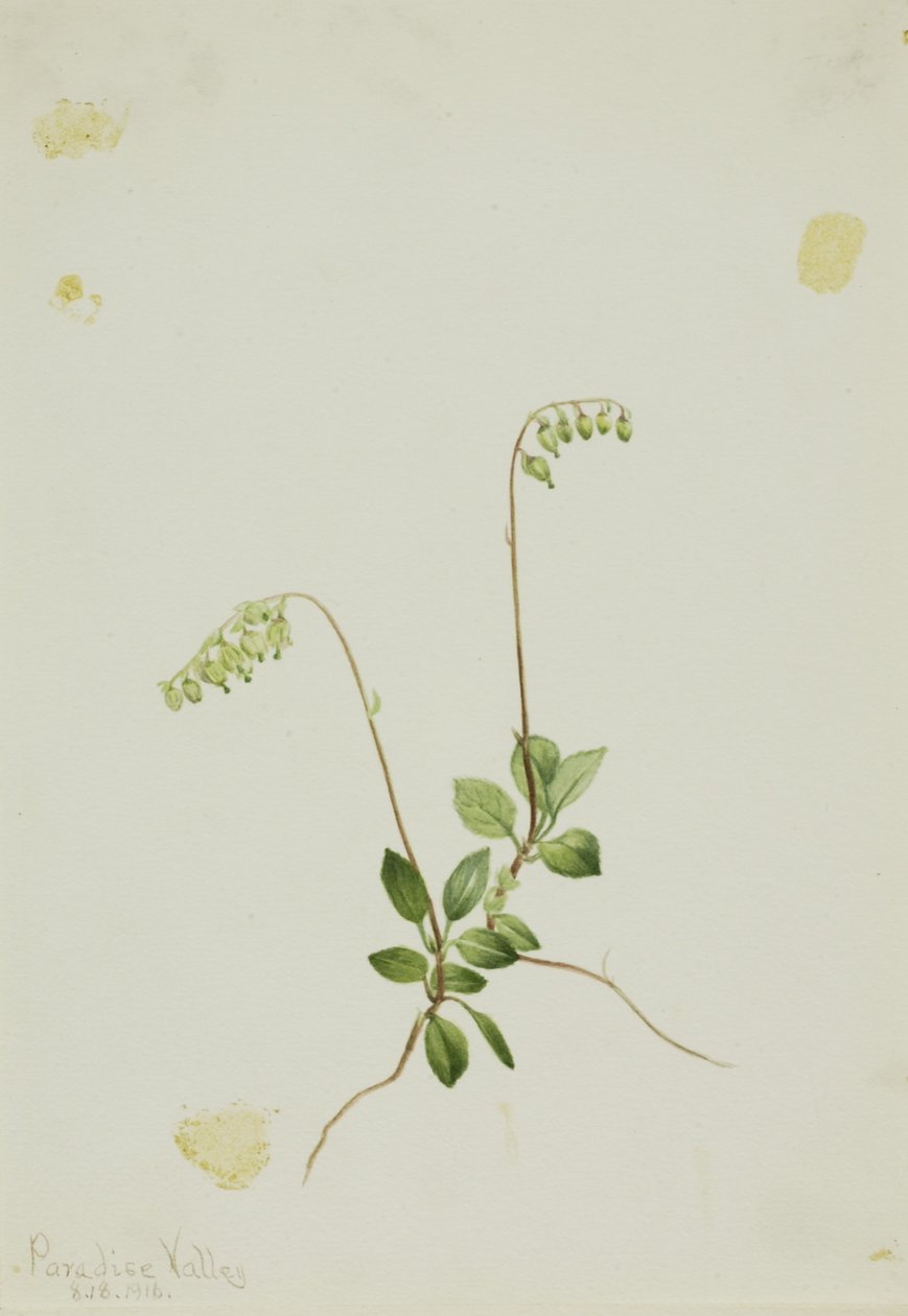 Sideklokker Pyrola (Pyrola secunda) af Mary Vaux Walcott