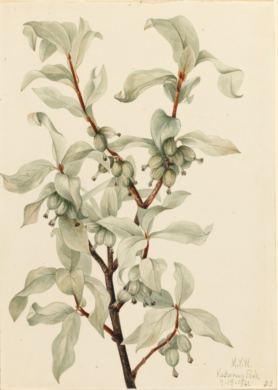 Sølvbær Elaeagnus commutata, 1922. af Mary Vaux Walcott