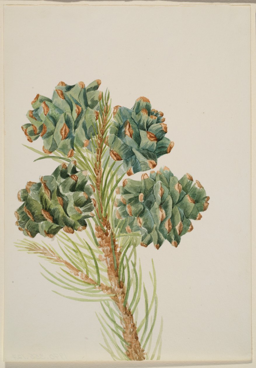 Single-Leaf Pine (Pinus monophylla) af Mary Vaux Walcott