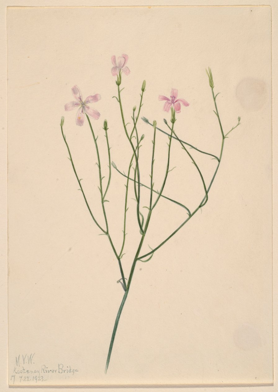 Skeletblomst (Lygodesmia juncea) af Mary Vaux Walcott