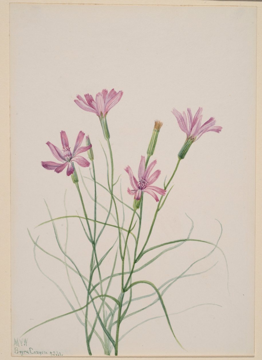 Skeletukrudt (Lygodesmia grandiflora) af Mary Vaux Walcott