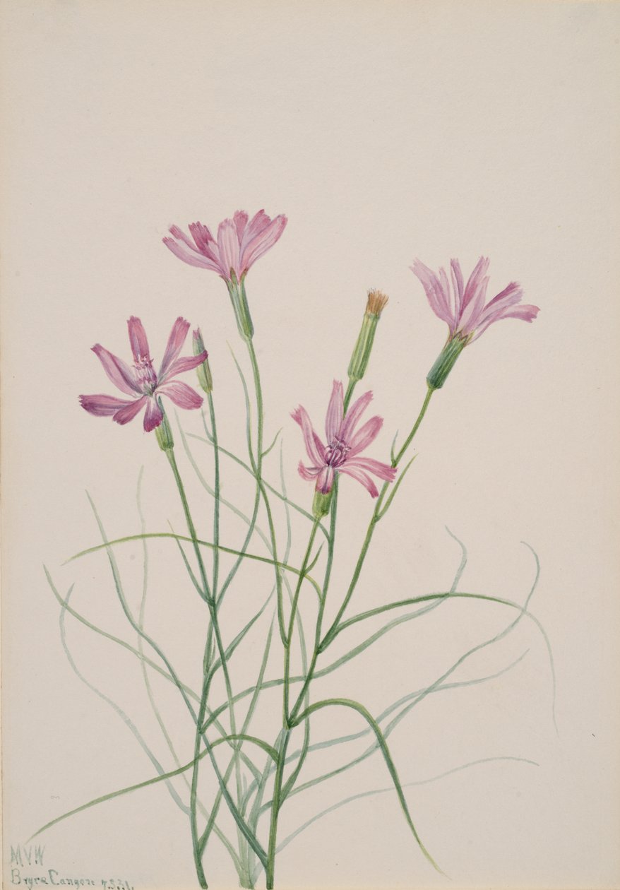 Skeleton Weed Lygodesmia grandiflora, 1931. af Mary Vaux Walcott