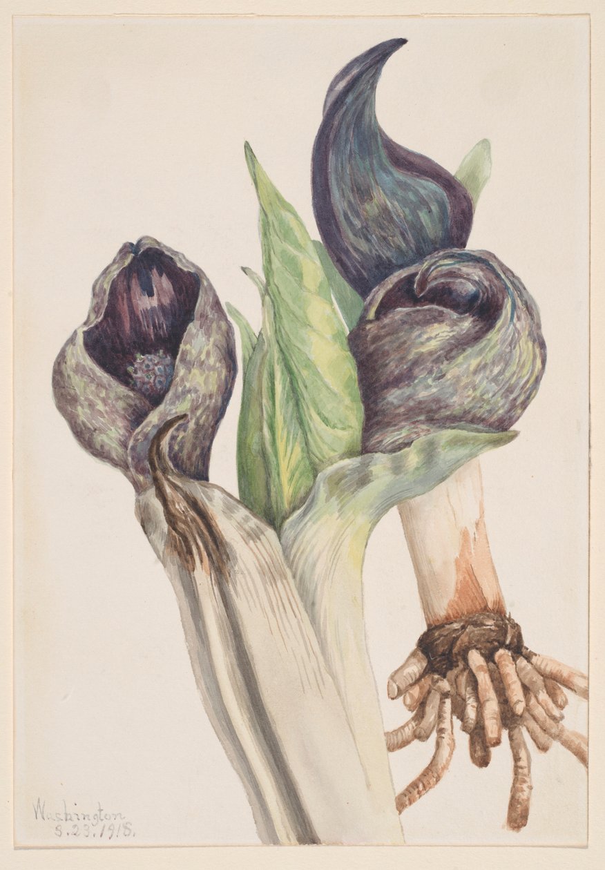 Skunkkål (Spathyema foetida) af Mary Vaux Walcott