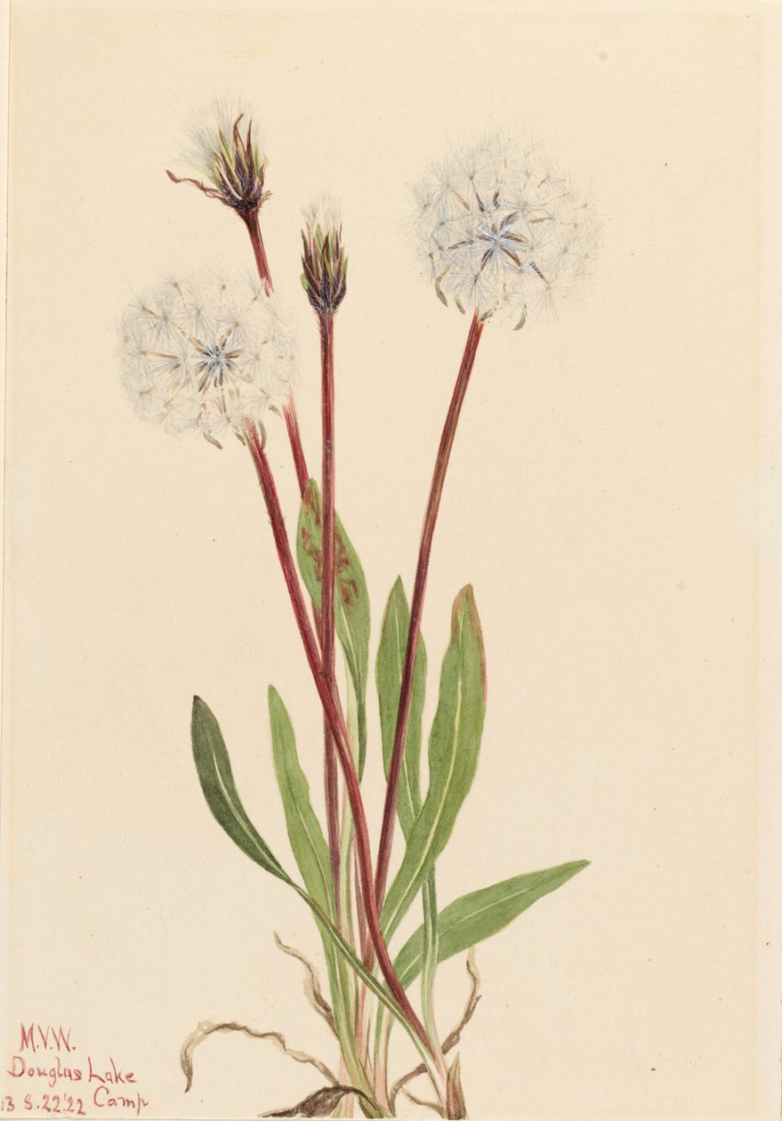 Slank agoseris (Agoseris gracilens) af Mary Vaux Walcott