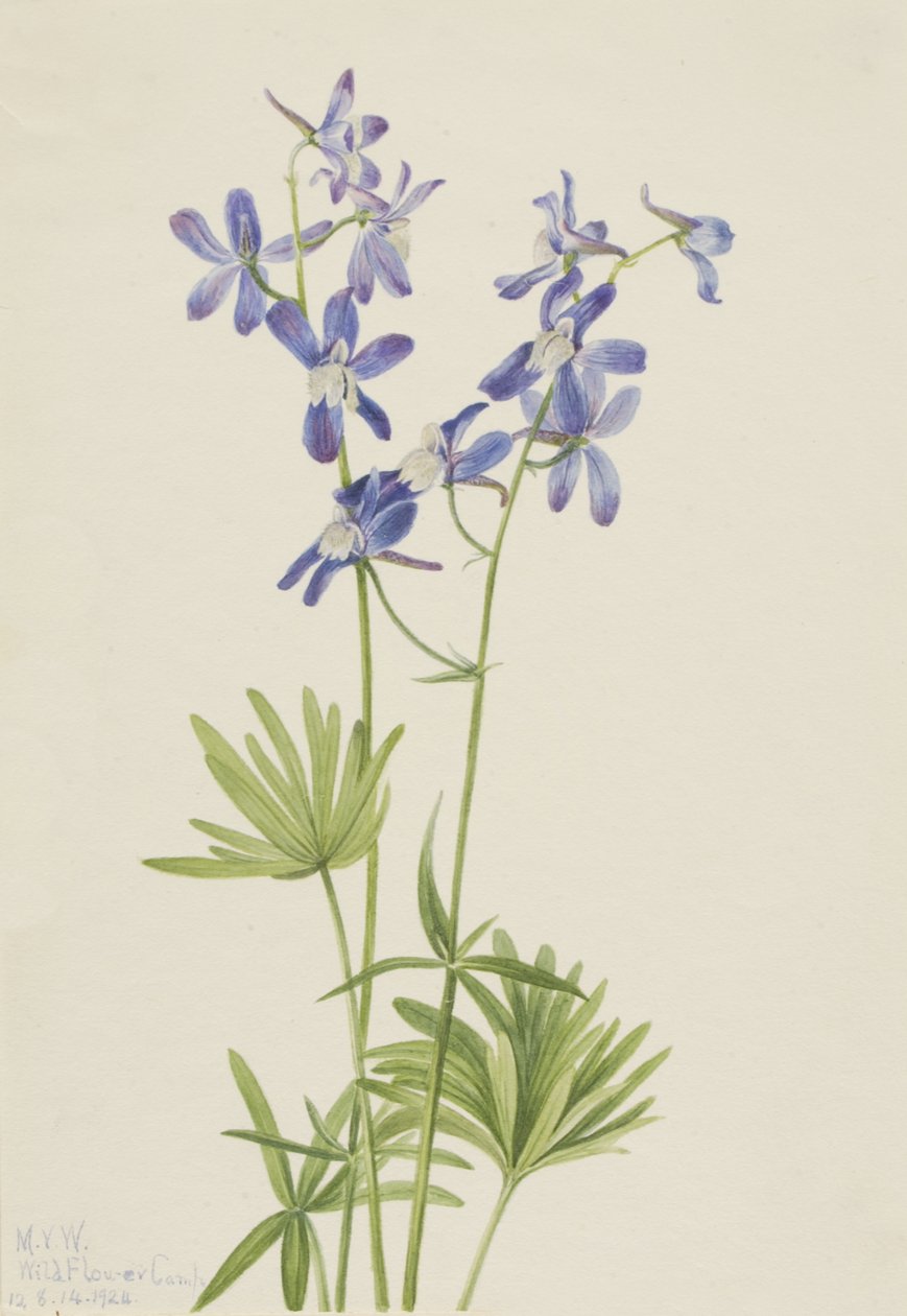 Slim Larkspur Dolphin forarmet, 1924. af Mary Vaux Walcott