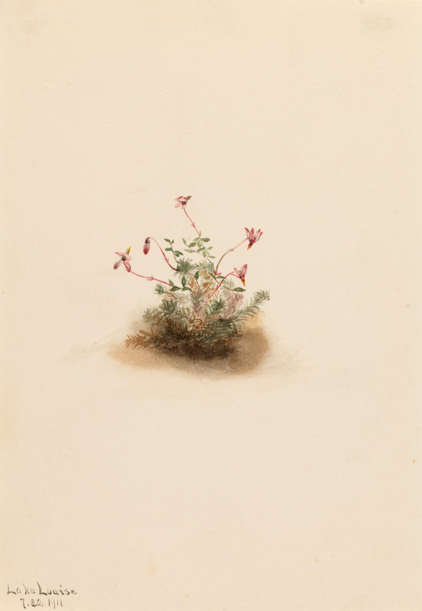 Lille tranebær Oxycoccus palustris, 1911. af Mary Vaux Walcott
