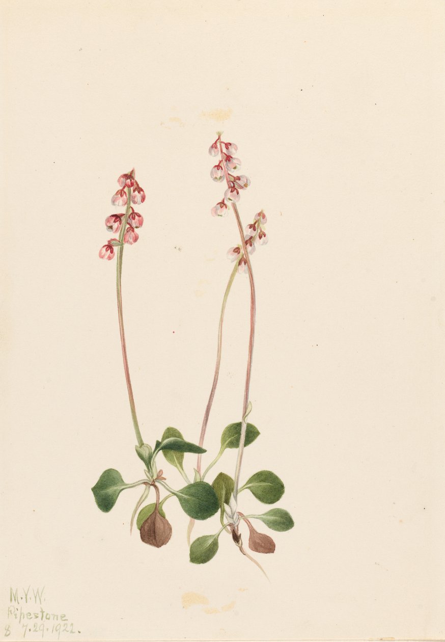 Lille pyrola (Pyrola minor) af Mary Vaux Walcott