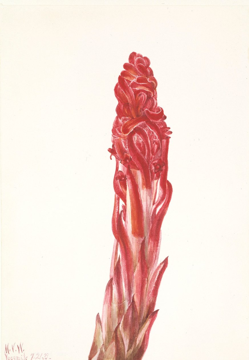 Sneplante (Sarcodes sanguinea) af Mary Vaux Walcott