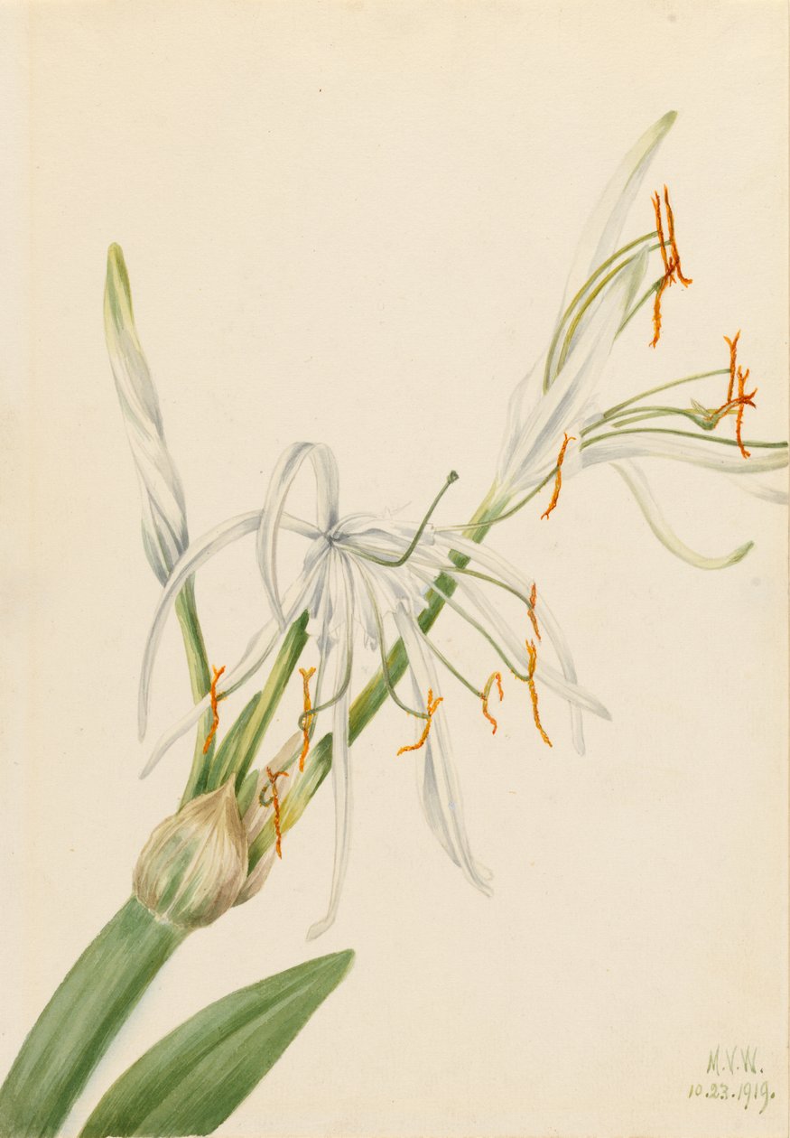 Edderkoppelilje (Hymenocallis rotata) af Mary Vaux Walcott
