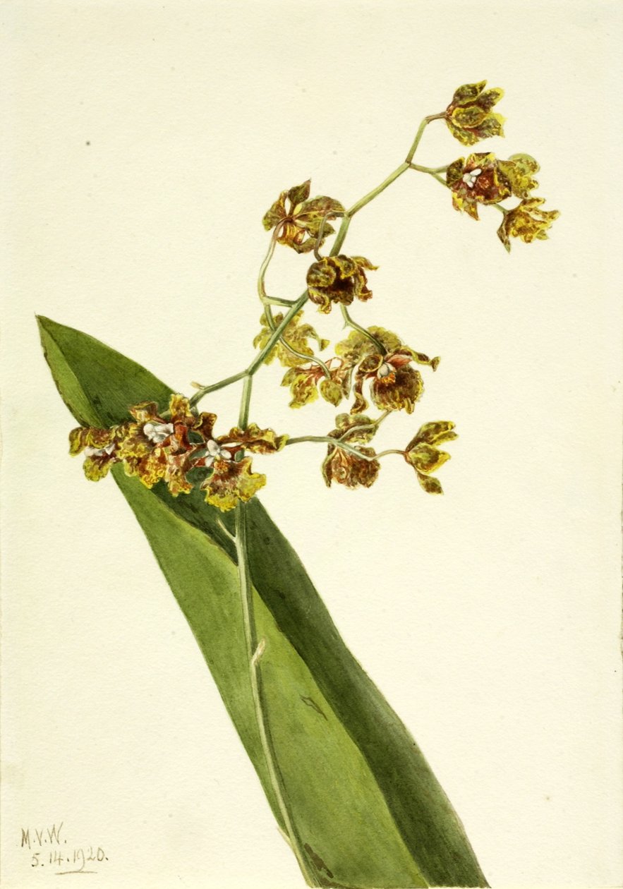 Plettet cyrtopodium (Cyrtopodium punctatum) af Mary Vaux Walcott