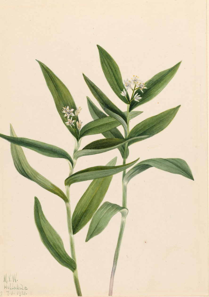 Stjerne Solomonplume Vagnera stellata, 1921. af Mary Vaux Walcott