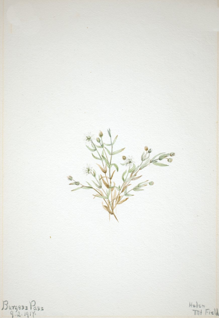 Stelleria leata, 1917. af Mary Vaux Walcott