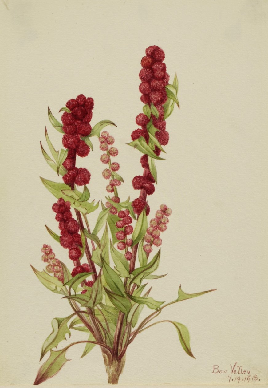 Jordbær-Blite (Chenopodium capitatum) af Mary Vaux Walcott