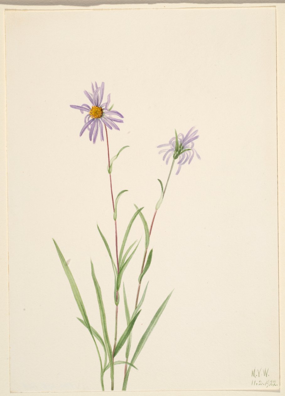 Sumpstjerne (Aster paludosus) af Mary Vaux Walcott