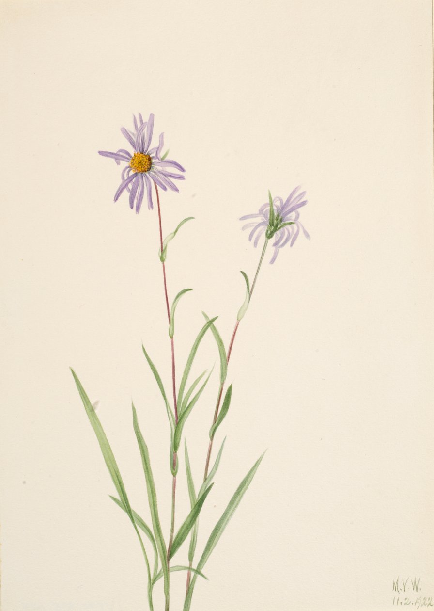 Sump Aster Aster paludosus, 1922. af Mary Vaux Walcott