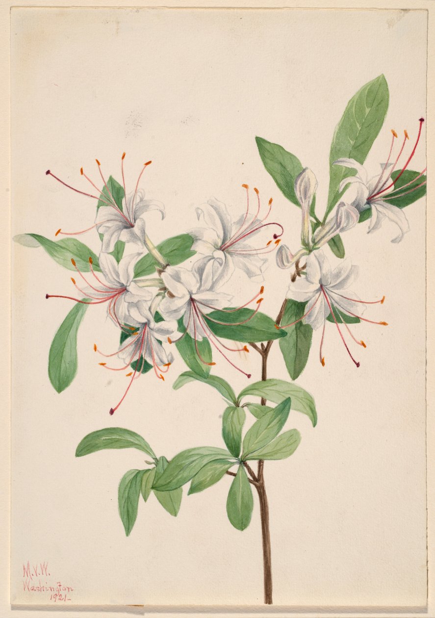 Sweet Azalea (Azalea arborescens) af Mary Vaux Walcott