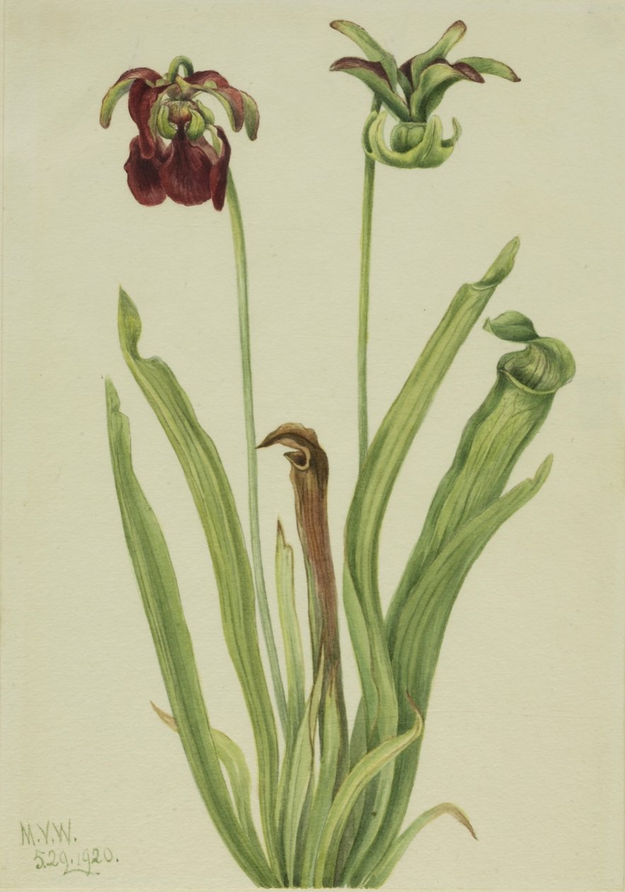 Sød kandebærerplante (Sarracenia rubra) af Mary Vaux Walcott