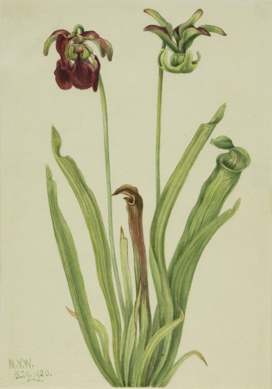 Sød kandeplante Sarracenia rubra, 1920. af Mary Vaux Walcott