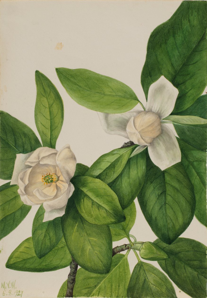 Sødskærm (Magnolia virginiana) af Mary Vaux Walcott