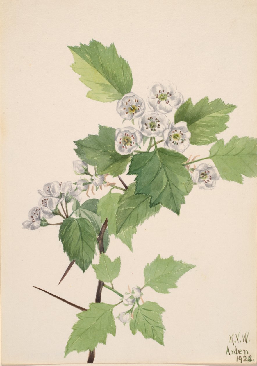 Krattetjørn Crataegus coccinea, 1922. af Mary Vaux Walcott