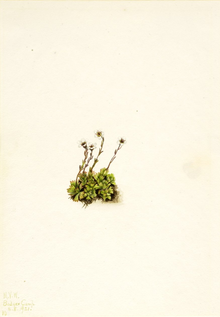 Toftegrenet stenbræk (Saxifraga caespitosa) af Mary Vaux Walcott