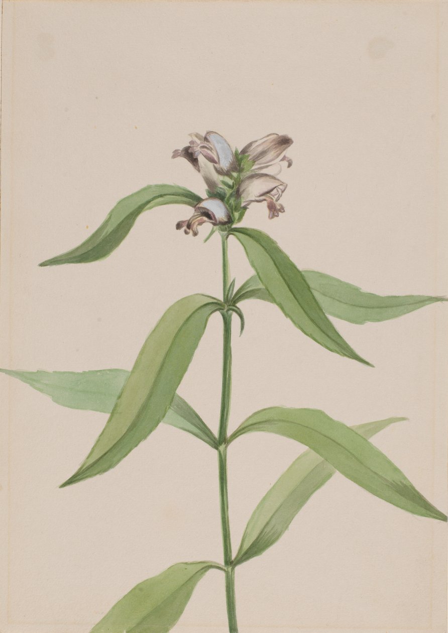 Turtlehead Chelone Glabr, Ca. 1917-1918. af Mary Vaux Walcott